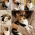 8 AYLIK CALİCO KISIR İNANILMAZ BİR KEDİ BÖYLESİNİ GÖRMEDİNİZ ONA YUVA OLURMUSUNU fotoğraf