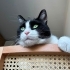 SMOKİN KEDİ ÖMÜRLÜK YUVA ARANIYOR fotoğraf