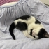 Sevgi ve ilgi arayan Tekir kedi fotoğraf