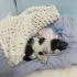 Sevgi ve ilgi arayan Tekir kedi fotoğraf