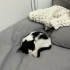 Sevgi ve ilgi arayan Tekir kedi fotoğraf