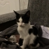Sevgi ve ilgi arayan Tekir kedi fotoğraf