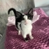Sevgi ve ilgi arayan Tekir kedi fotoğraf