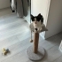 Sevgi ve ilgi arayan Tekir kedi fotoğraf