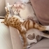 3.5 AYLIK BENGAL SARMAN BÖYLE BİR KEDİ GÖRMEDİM ÇOOOK SEVGİ DOLU fotoğraf