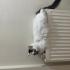Sevimli cins kedimiz acil yuva arıyoruz fotoğraf