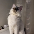 Sevimli cins kedimiz acil yuva arıyoruz fotoğraf