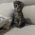 Scottish Fold x Tekir Melezi Yavru fotoğraf