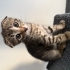 Scottish Fold x Tekir Melezi Yavru fotoğraf