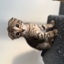 Scottish Fold x Tekir Melezi Yavru fotoğraf