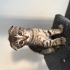 Scottish Fold x Tekir Melezi Yavru fotoğraf