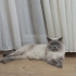 Sevgi Dolu British Shorthair Erkek – Ömürlük Yuvasını Arıyor fotoğraf