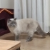 Sevgi Dolu British Shorthair Erkek – Ömürlük Yuvasını Arıyor fotoğraf