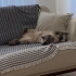 Sevgi Dolu British Shorthair Erkek – Ömürlük Yuvasını Arıyor fotoğraf