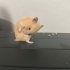 Hamster Sophia Yuva Arıyor fotoğraf