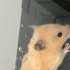 Hamster Sophia Yuva Arıyor fotoğraf