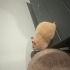 Hamster Sophia Yuva Arıyor fotoğraf