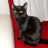 😻 Çok Sevecen 5 Aylık Dişi Kedi Sahiplendirilecektir fotoğraf