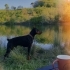 SAF KAN DOBERMAN fotoğraf