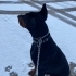 SAF KAN DOBERMAN fotoğraf