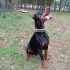 SAF KAN DOBERMAN fotoğraf