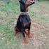 SAF KAN DOBERMAN fotoğraf