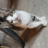 3 aylık Çok sevecen, temas bağımlısı, sıcakkanlı fotoğraf
