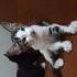 3 aylık Çok sevecen, temas bağımlısı, sıcakkanlı fotoğraf