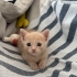 Kucağınızdan Düşmeyecek 1 Aylık Minik Bebek fotoğraf
