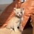 Kucağınızdan Düşmeyecek 1 Aylık Minik Bebek fotoğraf
