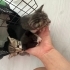 3 TANE BEBEK ANNELERİ ÖLDÜ ACİL YUVALANDIRMAYA İHTİYACIYIM VAR fotoğraf