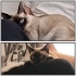 Cana Yakın Kısır Erkek Siyam fotoğraf