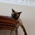 Cana Yakın Kısır Erkek Siyam fotoğraf