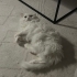 Milky oyun canlısı insan sever fotoğraf