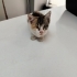 Kör Kedi. Çok acil yuva aranıyor. fotoğraf