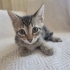 Çok Sevencen Oyuncu Yavruya Acil Yuva fotoğraf