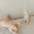 2 Aylık Yavru Kedilerimize Yuva arıyoruz fotoğraf