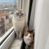British Kedimize Yuva Arıyoruz fotoğraf
