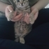Yavru Kedi Mochi, Acil Ömürlük Yuva Arıyoruz fotoğraf