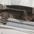 Yavru Kedi Mochi, Acil Ömürlük Yuva Arıyoruz fotoğraf