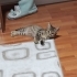 Yavru Kedi Mochi, Acil Ömürlük Yuva Arıyoruz fotoğraf