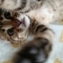 Yavru Kedi Mochi, Acil Ömürlük Yuva Arıyoruz fotoğraf