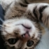 Yavru Kedi Mochi, Acil Ömürlük Yuva Arıyoruz fotoğraf