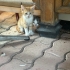 SEVİMLİ KEDİLERE YENİ EV ARIYORUZ fotoğraf