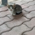SEVİMLİ KEDİLERE YENİ EV ARIYORUZ fotoğraf