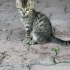 SEVİMLİ KEDİLERE YENİ EV ARIYORUZ fotoğraf