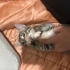 Yavru Bebeklere Sıcak Yuva Arayışımız Vardır fotoğraf