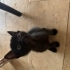 Brownie tadında fotoğraf