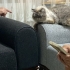 Erkek 4 yaş kısır değil fotoğraf