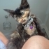 Minik Tortoiseshell kız yuva arıyor fotoğraf